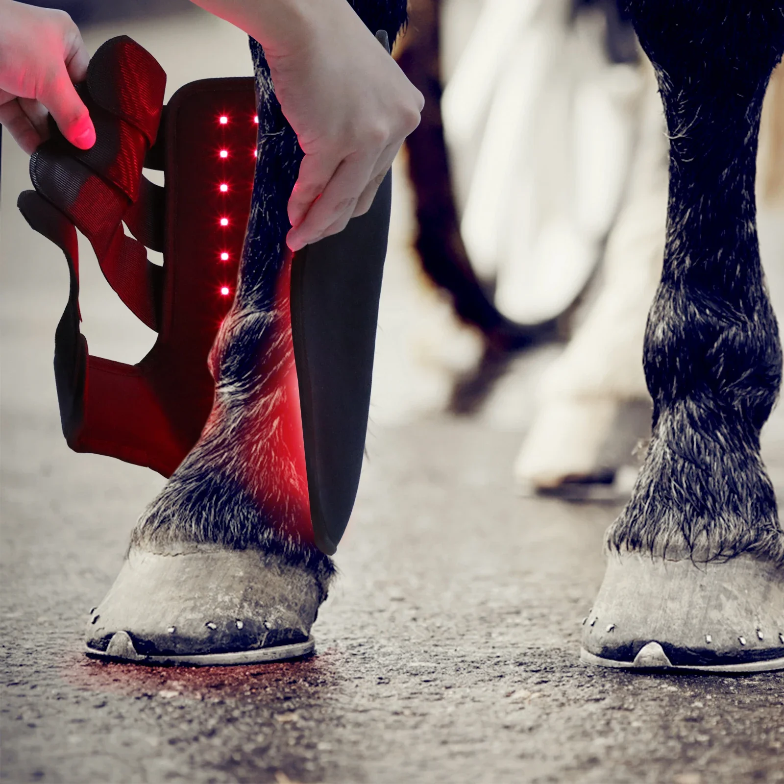 New 660nm 850nm Red light ther - огляд і ціна Brushing Boot Horse